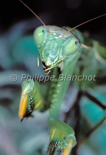 mantis religiosa 3.JPG - Mantis religiosa (portrait)Mante religieusePraying mantisDictyoptera, MantidaeFrance